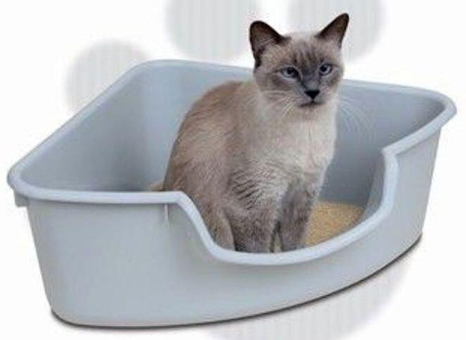 Cara Merawat Kucing Persia Yang Baik Bagi Pemula