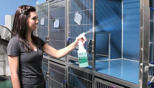 Cara Merawat Kucing Persia Yang Baik Bagi Pemula