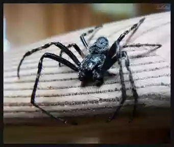 spider-man harusnya tidak bisa memanjat dinding,kenap?