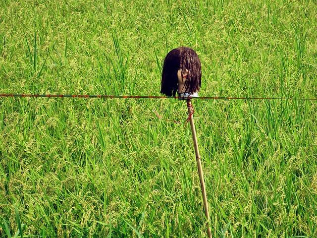 Lihat Orang Orangan Sawah Ini Gan.. (takut gak)