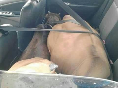 Ini alasannya kenapa agan harus pakai Seatbelt/sabuk pengaman (gambar GIF)
