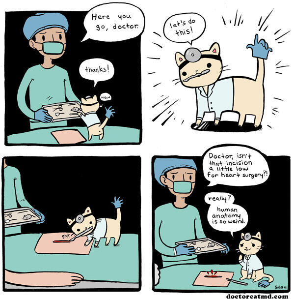 Kalo Kucing jadi Dokter