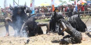 Ini Dia Festival yang Digelar di Banyuwangi pada 2016
