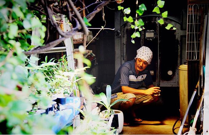 Bonsai Mengawang / Levitasi, Inovasi Baru Cara Menanam Bonsai