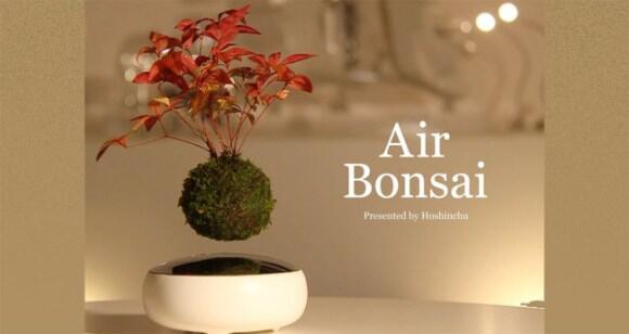 Bonsai Mengawang / Levitasi, Inovasi Baru Cara Menanam Bonsai