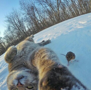 Trend Foto Kucing Selfie Dengan Go Pro