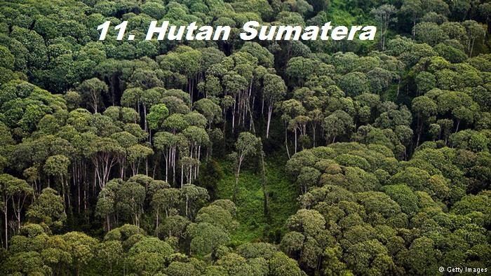 11 Hutan Terbesar di Dunia yang Kian Terancam !!!