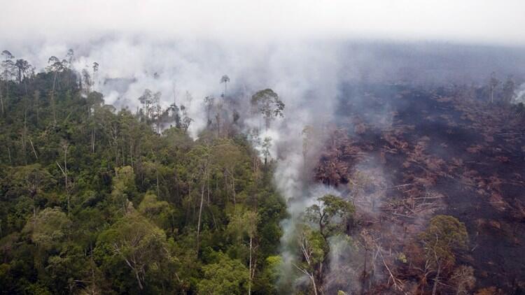 Hutan dan Lahan Gambut : Berbagai Manfaat dan Jasa Lingkungan yang Wajib Dilestarikan
