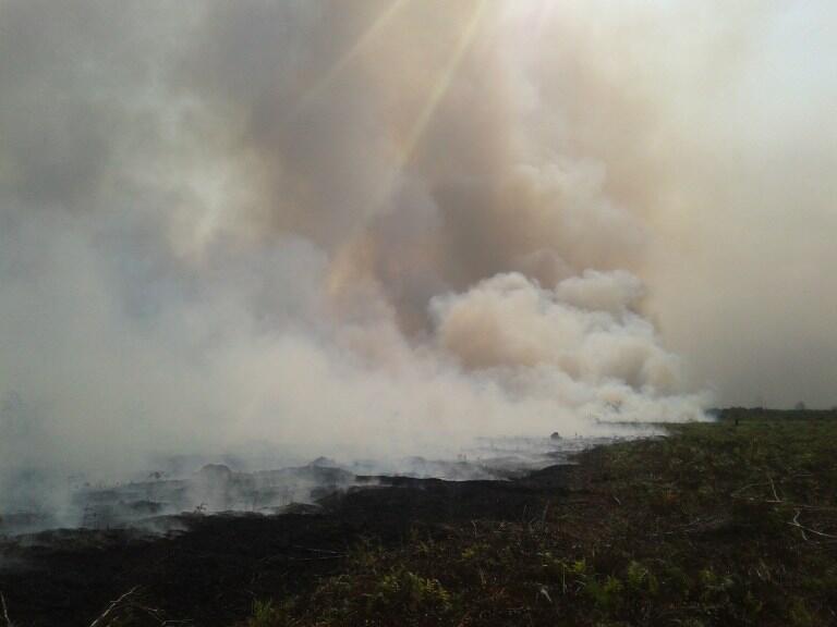 Hutan dan Lahan Gambut : Berbagai Manfaat dan Jasa Lingkungan yang Wajib Dilestarikan