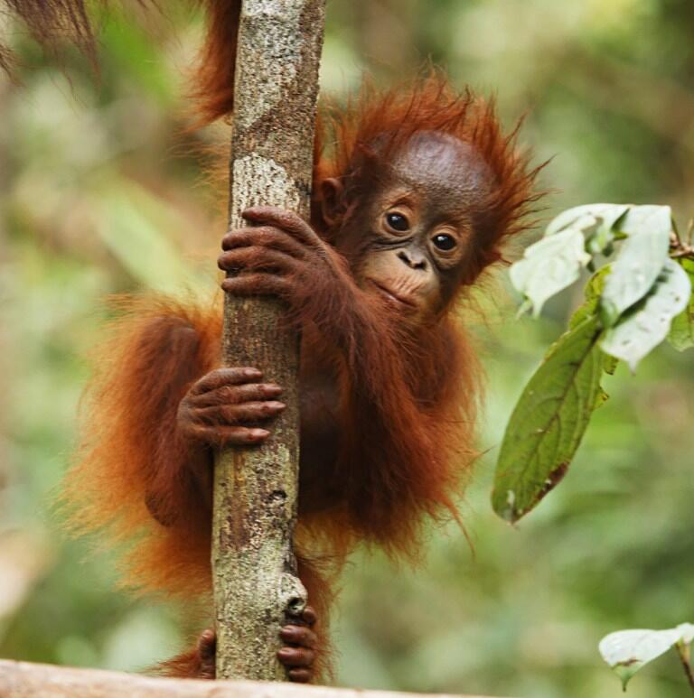 Hutan dan Lahan Gambut : Berbagai Manfaat dan Jasa Lingkungan yang Wajib Dilestarikan