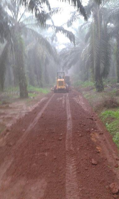 Buapaknya Buaya Darat 8 Meter Baru ditangkap Pakai Kambing