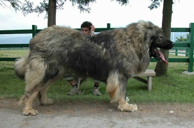 Kumpulan Foto Anjing Besar di Dunia