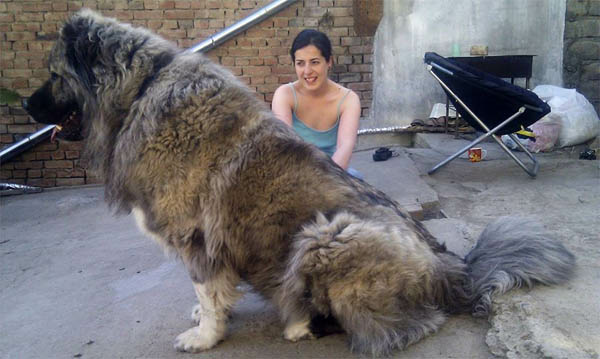 Kumpulan Foto Anjing Besar di Dunia