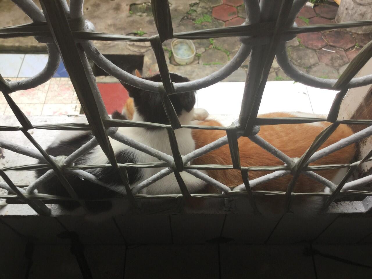 Nawarin piara kucing
