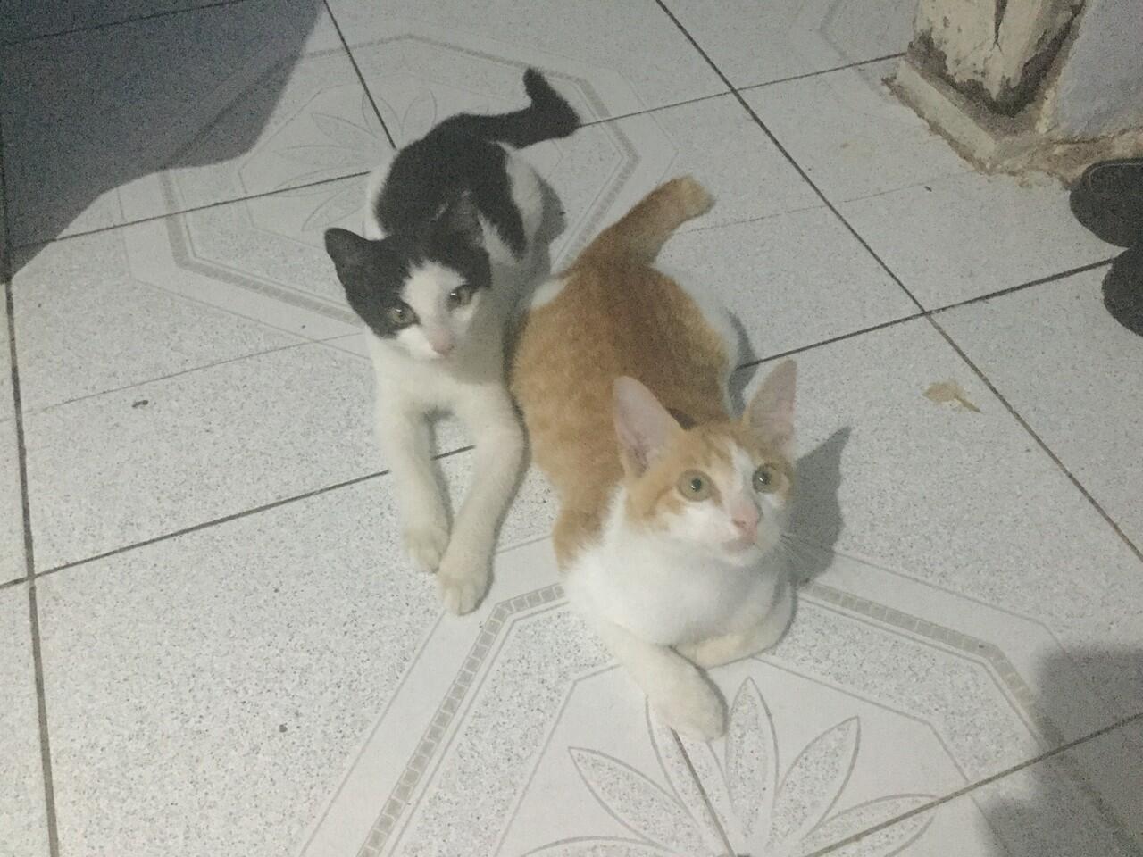 Nawarin piara kucing