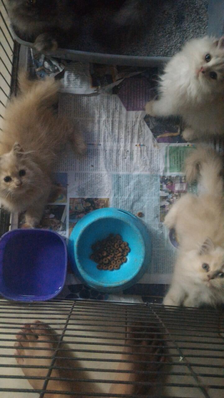&#91;INFO KUCING HILANG&#93; 2 ANAK KUCING RAS PERSIAN BULU PUTIH TEBAL BINTARO