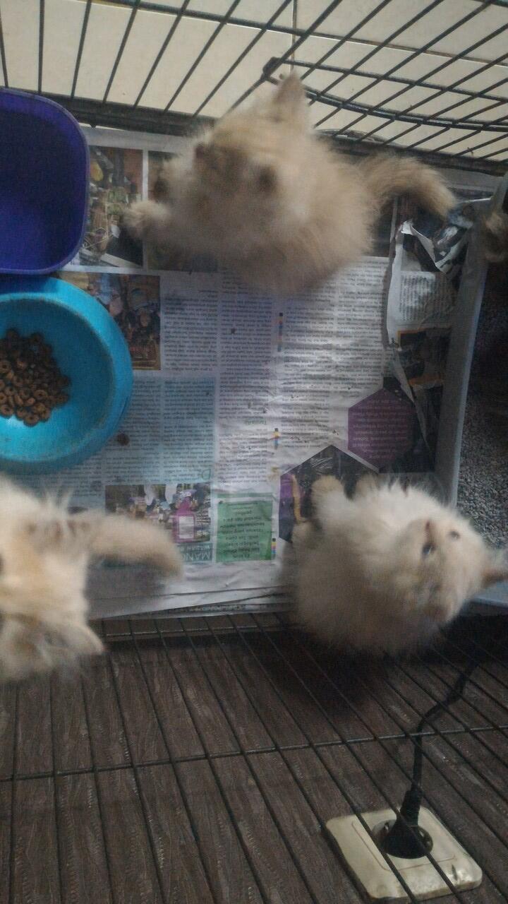 &#91;INFO KUCING HILANG&#93; 2 ANAK KUCING RAS PERSIAN BULU PUTIH TEBAL BINTARO