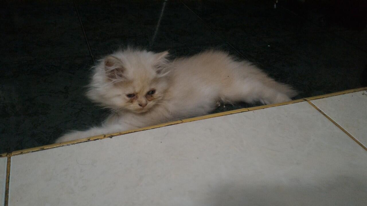 &#91;INFO KUCING HILANG&#93; 2 ANAK KUCING RAS PERSIAN BULU PUTIH TEBAL BINTARO