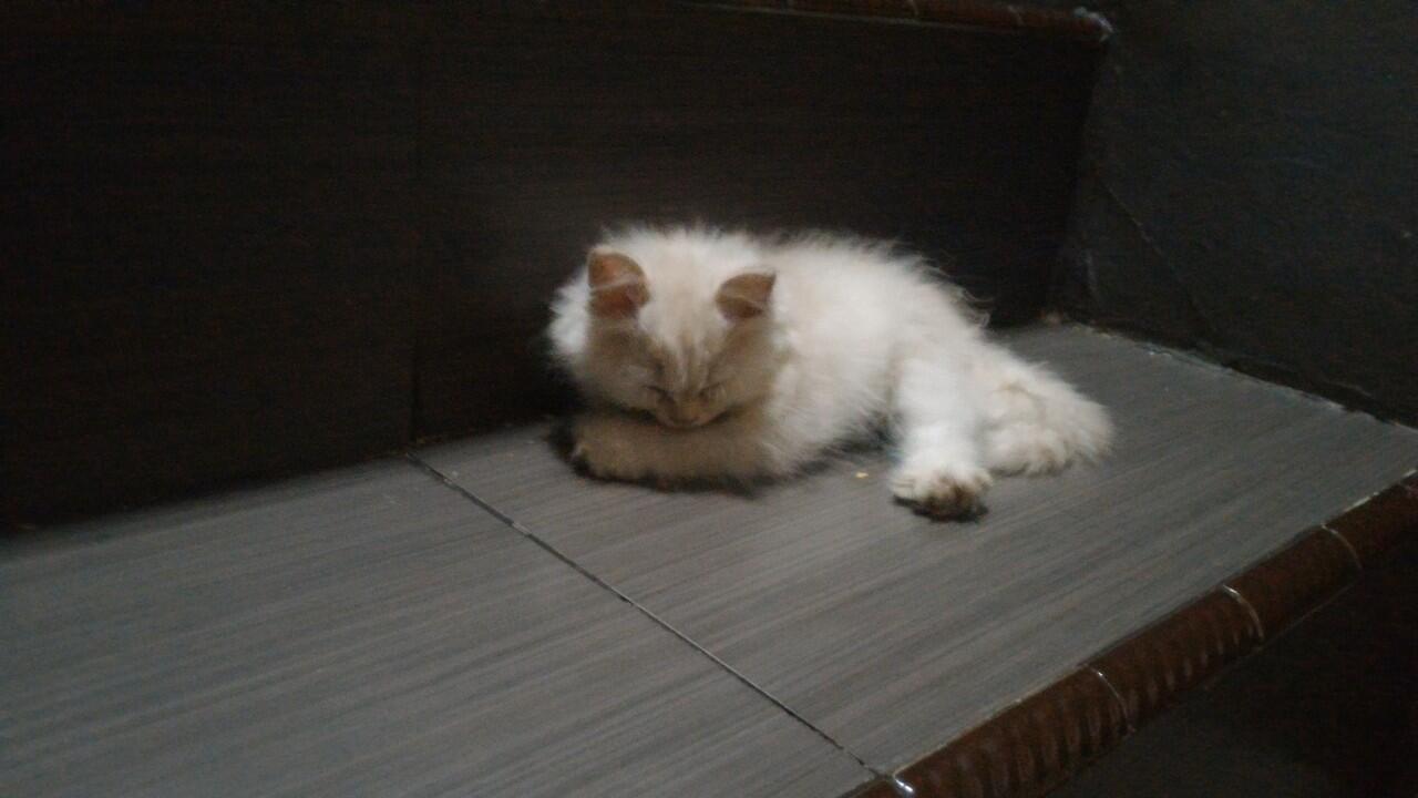 &#91;INFO KUCING HILANG&#93; 2 ANAK KUCING RAS PERSIAN BULU PUTIH TEBAL BINTARO