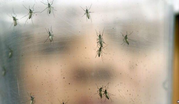 Ini Fakta Mengerikan Mengenai Virus Zika yang Meresahkan Dunia!