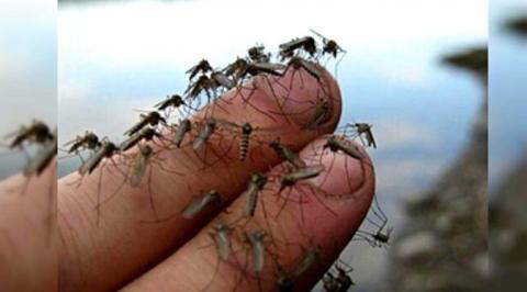 Jejak Virus Zika di Indonesia