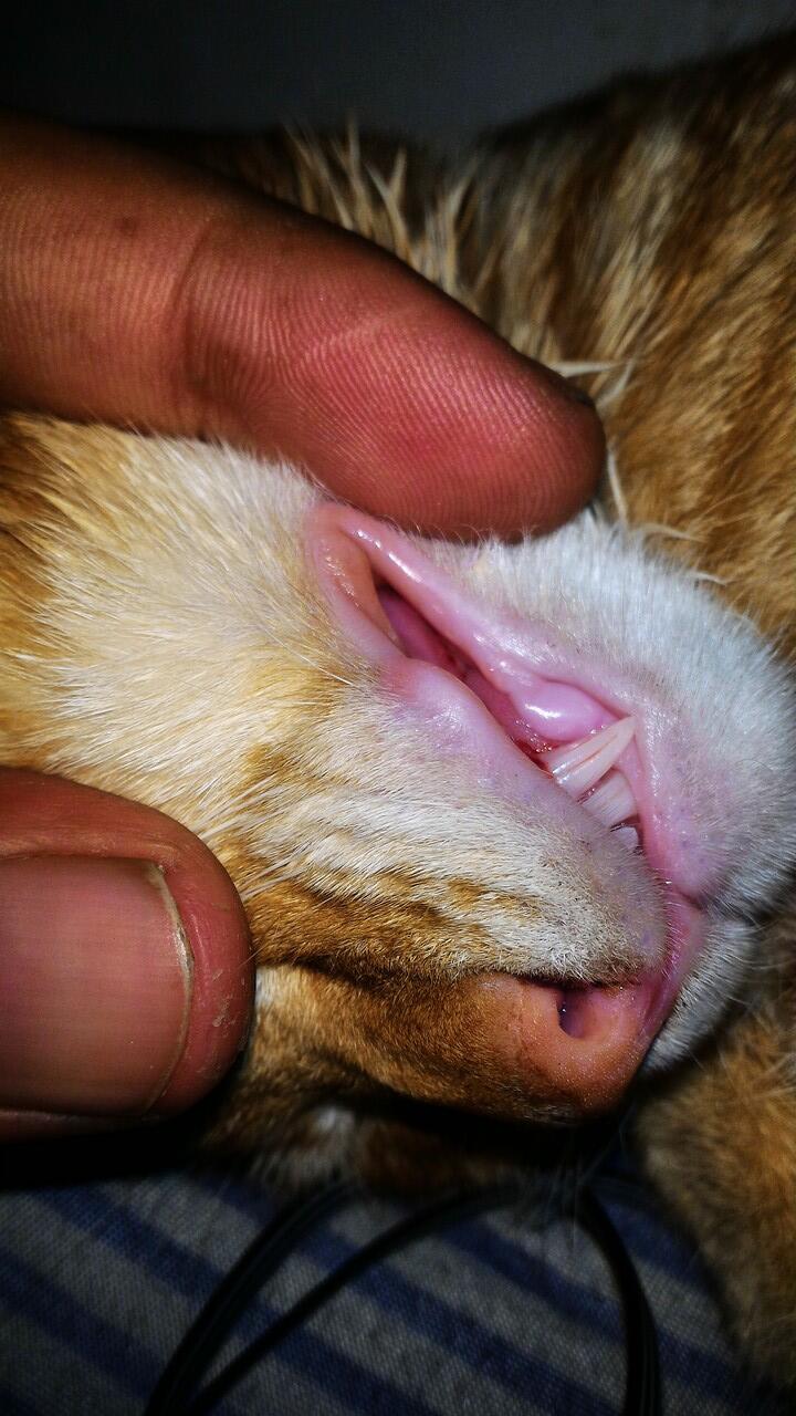 Yang suka Kucing, mampir ya