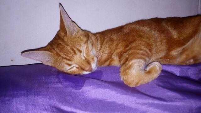 Yang suka Kucing, mampir ya