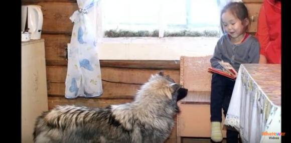 Kisah Gadis 3 Thn Yg Diselamatkan Oleh Anjingnya di Hutan Siberia 'Hachiko Siberia'