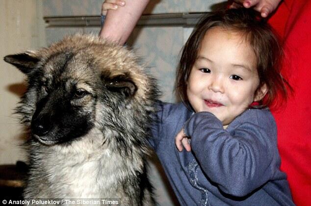 Kisah Gadis 3 Thn Yg Diselamatkan Oleh Anjingnya di Hutan Siberia 'Hachiko Siberia'