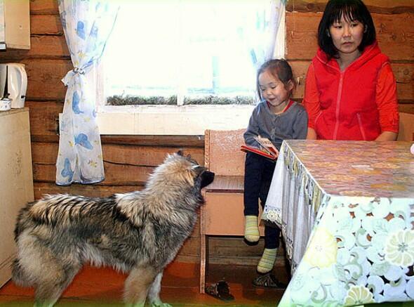 Kisah Gadis 3 Thn Yg Diselamatkan Oleh Anjingnya di Hutan Siberia 'Hachiko Siberia'