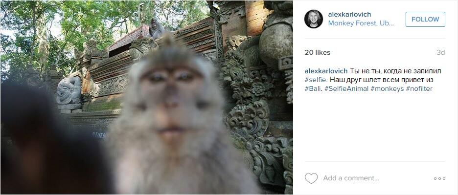 Foto selfie satwa lucu di hutan monyet Ubud ini lebih expert dari selfie kamu