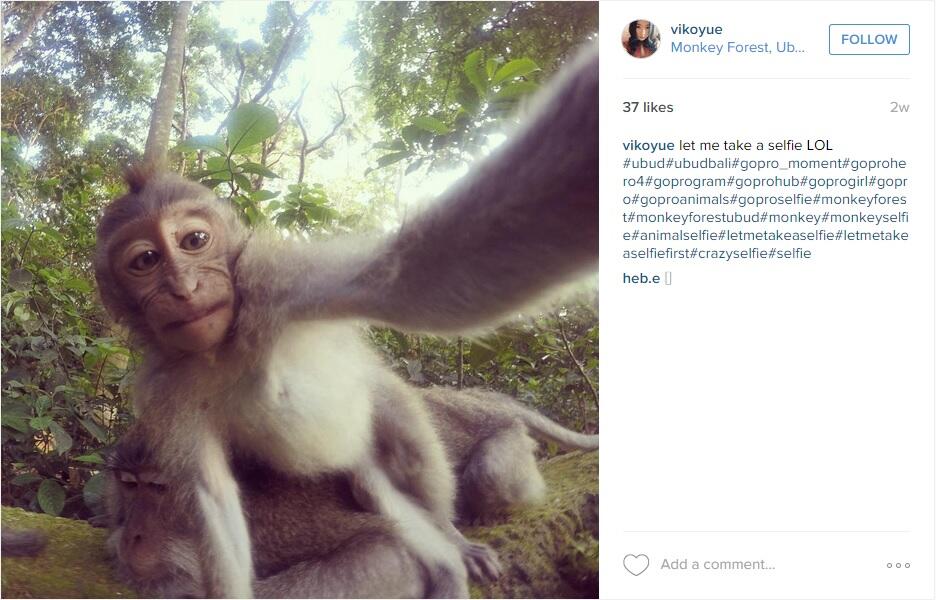 Foto selfie satwa lucu di hutan monyet Ubud ini lebih expert dari selfie kamu