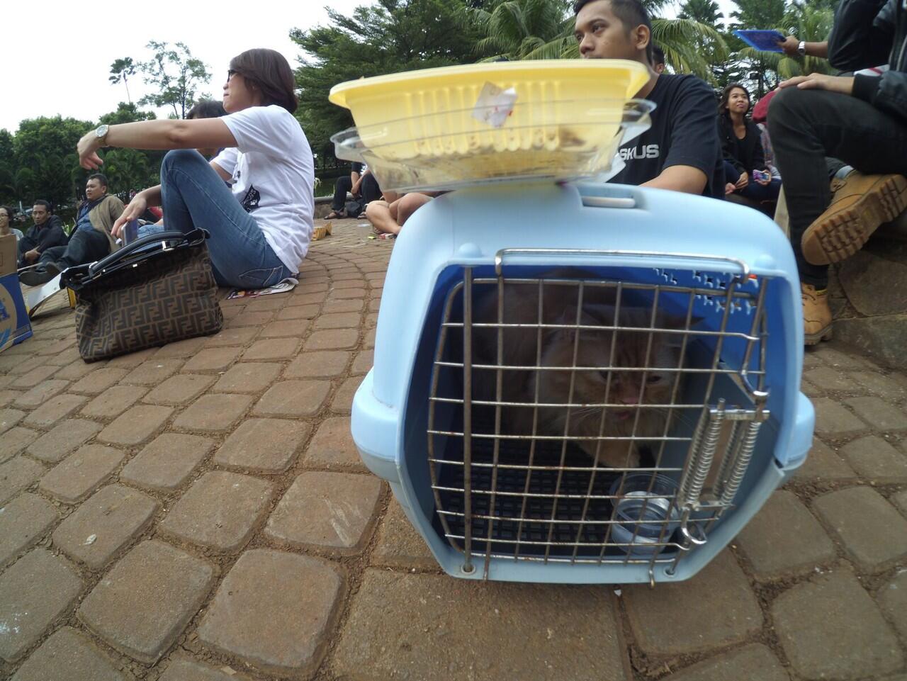 &#91;FR&#93;Gathering/Kopdar Cat Lovers Kaskus