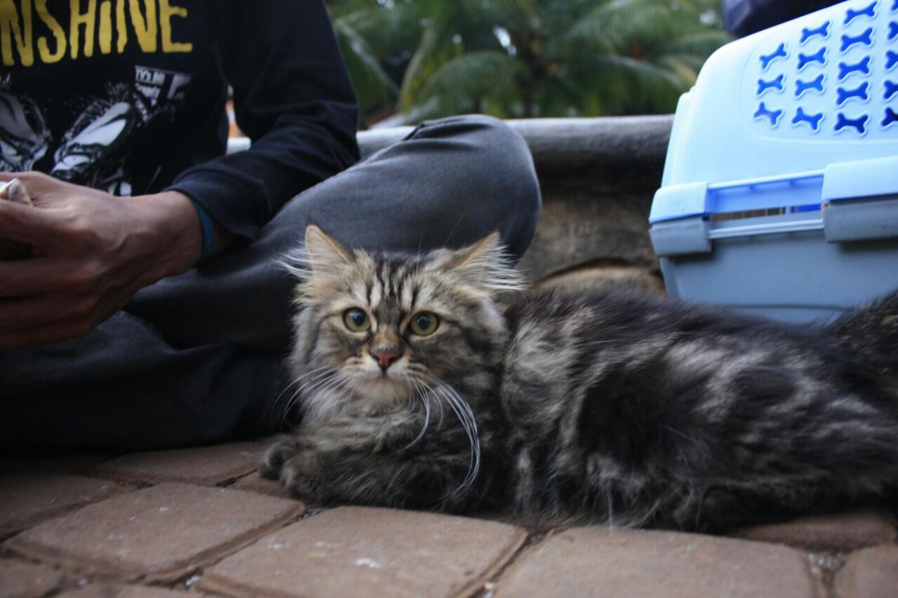 &#91;FR&#93;Gathering/Kopdar Cat Lovers Kaskus