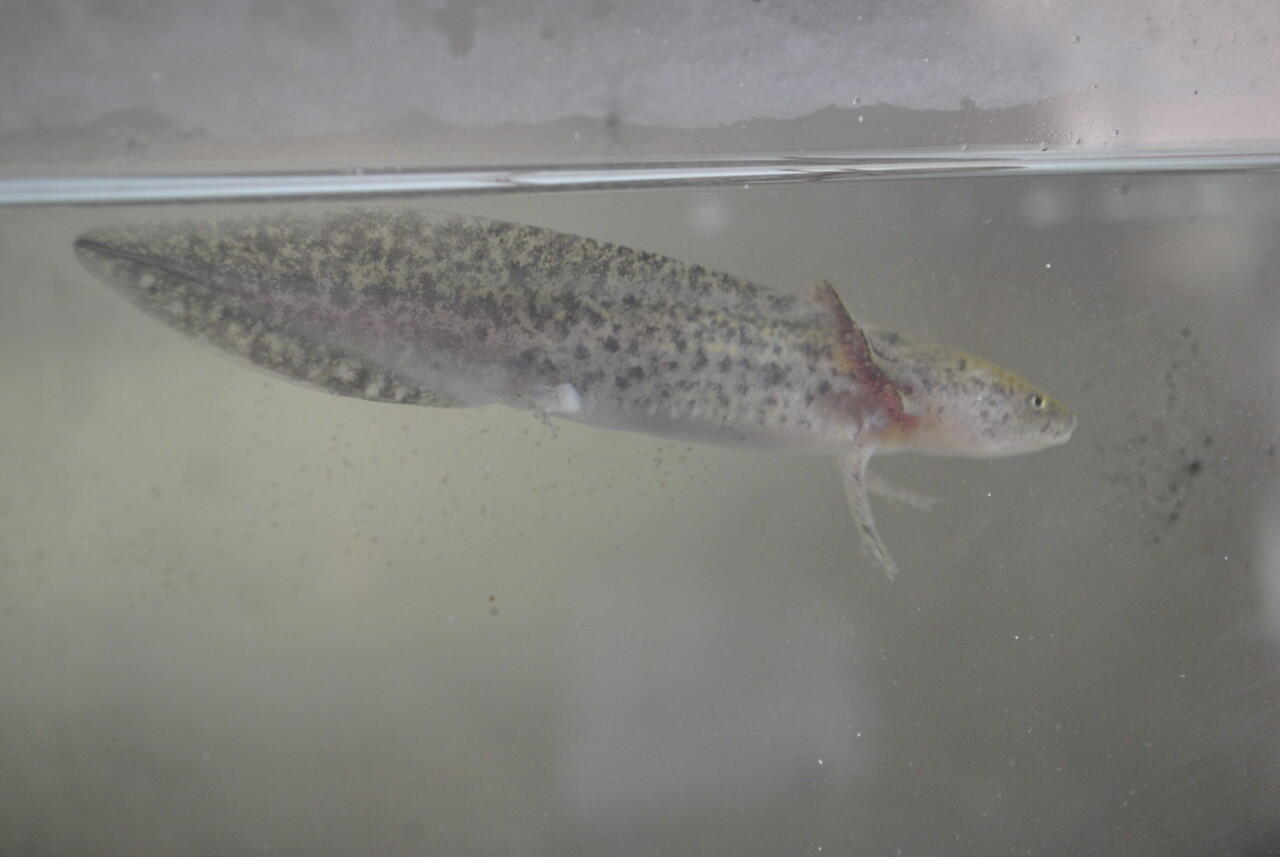 Axolotl Murah(Leucistic,Albino,Tiger, n Gold)