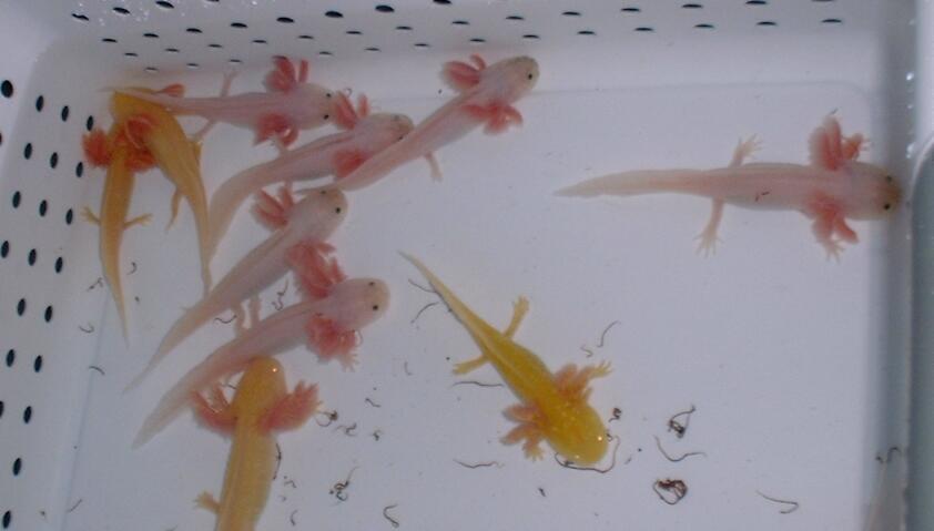 Axolotl Murah(Leucistic,Albino,Tiger, n Gold)