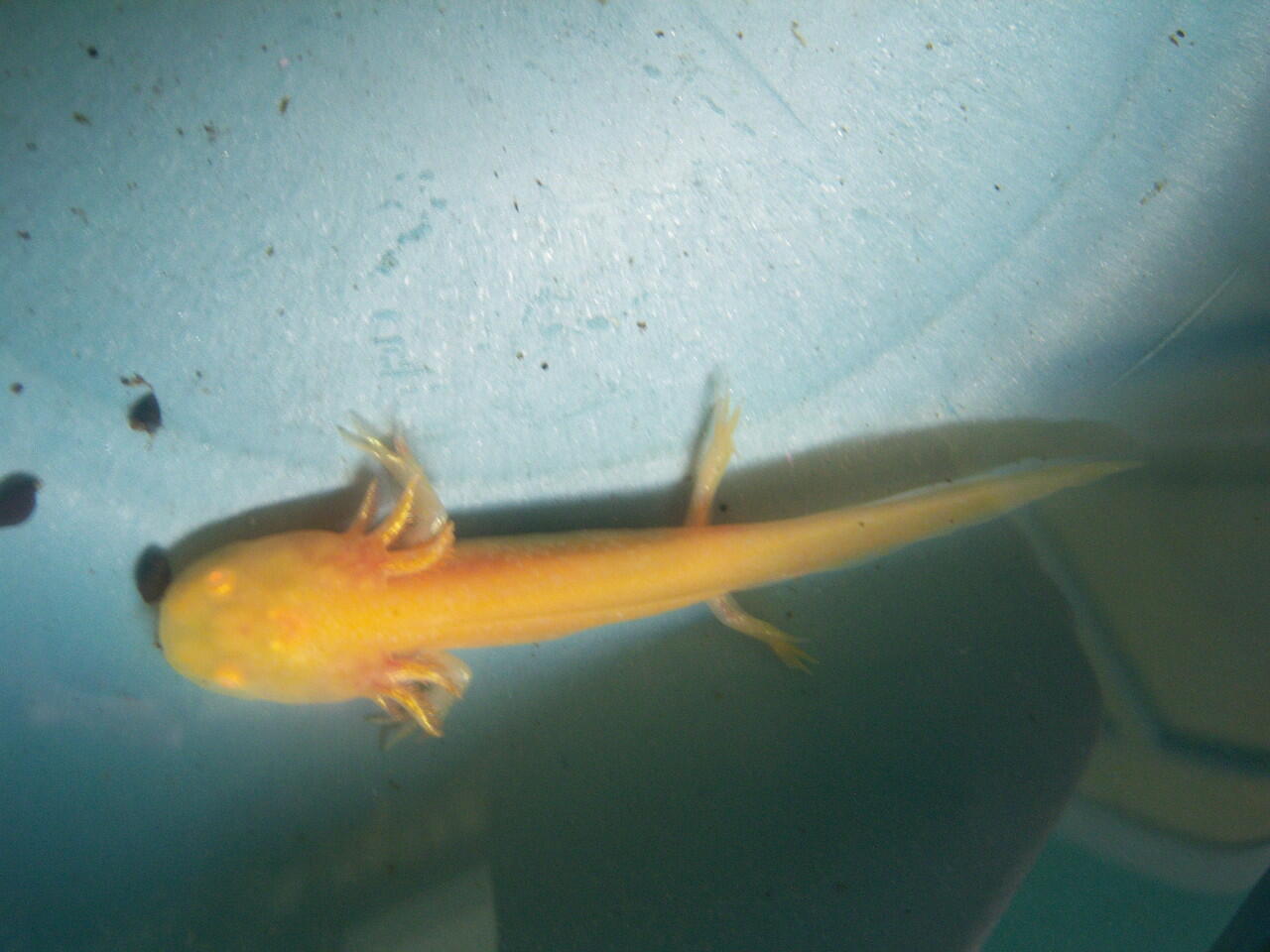 Axolotl Murah(Leucistic,Albino,Tiger, n Gold)