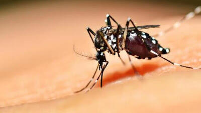 &#91; GATSUONE INFO &#93; Fakta Tentang Virus Zika Yang Meresahkan Dunia