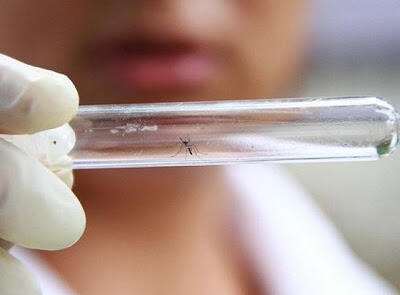 &#91; GATSUONE INFO &#93; Fakta Tentang Virus Zika Yang Meresahkan Dunia