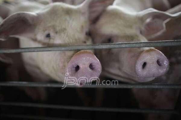 Usulkan Sanksi untuk Penjual Masakan Babi tanpa Label Khusus
