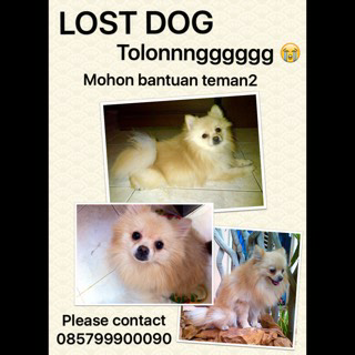 Help anjing mini pom hilang (bonus inside)