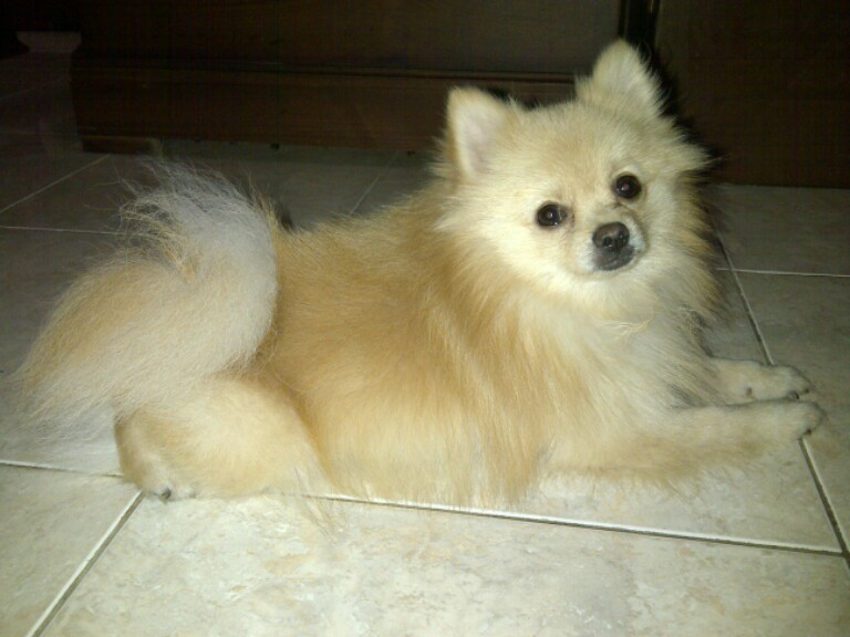 Help anjing mini pom hilang (bonus inside)