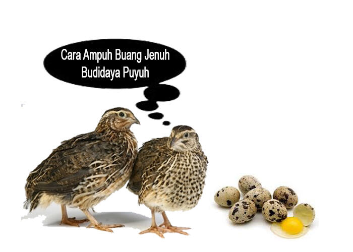 Cara Ampuh Buang Jenuh Budidaya Puyuh