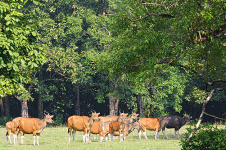 Apa aja yang bisa lo dapet di Taman Nasional Ujung Kulon? Seru gan! 