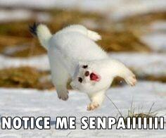 Mengenal Ferret || The Power off Cuteness Animal