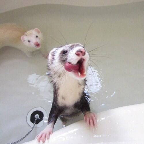 Mengenal Ferret || The Power off Cuteness Animal