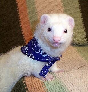 Mengenal Ferret || The Power off Cuteness Animal