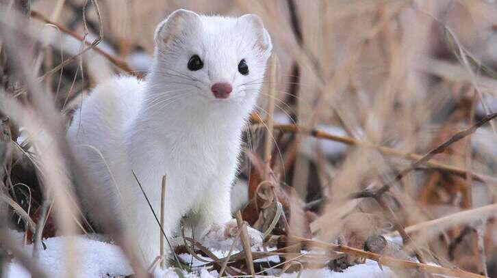 Mengenal Ferret || The Power off Cuteness Animal