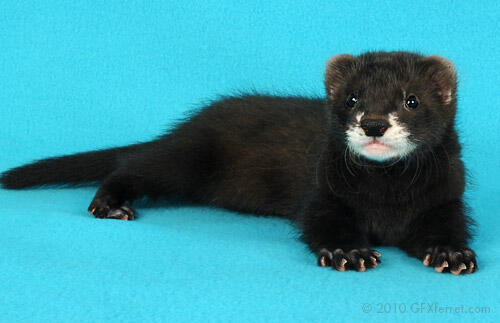 Mengenal Ferret || The Power off Cuteness Animal