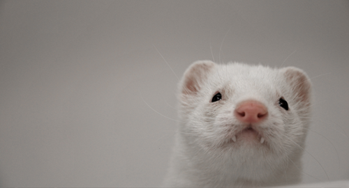 Mengenal Ferret || The Power off Cuteness Animal